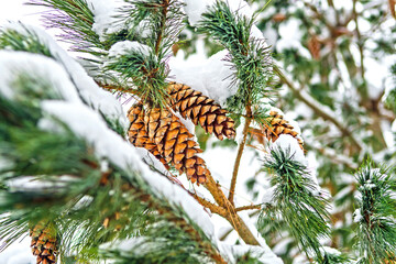 Pine cones on a snow-covered branch of a pine tree. Christmas card.
