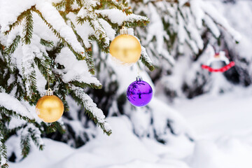 Purple and gold Christmas balls on a snow-covered fir branch. Christmas tree and Christmas decorations.