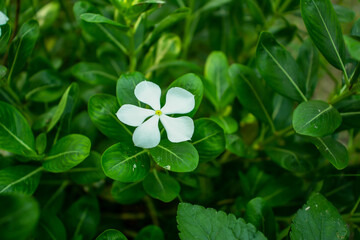Single white Periwinkle flower gastropod molluscs