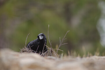 Canary Islands raven Corvus corax canariensis. Cruz de Pajonales. The Nublo Rural Park. Tejeda....
