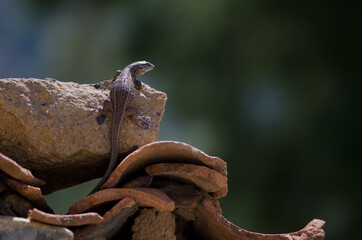 Young Gran Canaria giant lizard Gallotia stehlini. Cruz de Pajonales. Integral Natural Reserve of Inagua. Tejeda. Gran Canaria. Canary Islands. Spain.