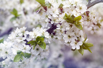 Spring background with white plum flowers close up and with bokeh effect