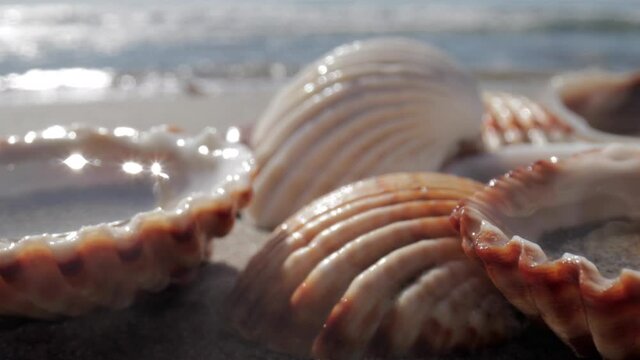 Close up footage of sea shell on beach