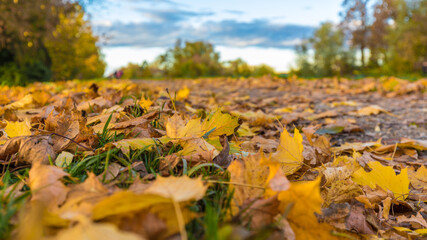 autumn leaves on the ground
