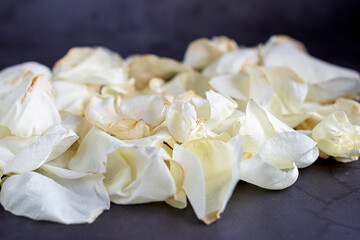 Fototapeta na wymiar Petals of a white dried rose on a gray background.