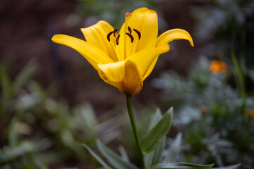 yellow lily flower on blurred background