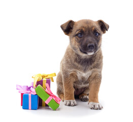 One little dog with a gifts.