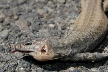 Male Gran Canaria giant lizard Gallotia stehlini run over. The Nublo Rural Park. Tejeda. Gran Canaria. Canary Islands. Spain.