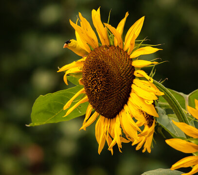 American Goldfinch On Sunflower