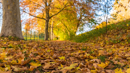 Fall leaves on the ground in the park in France