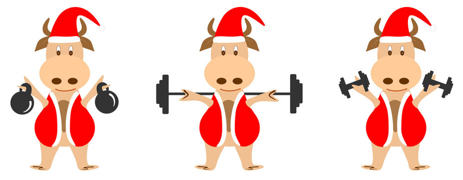 Set of images of a bull in a santa claus costume. The bull goes in for sports and holds weights, dumbbells and a barbell on his shoulders