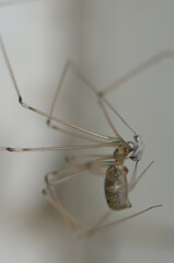 Daddy long-legs spider Pholcus phalangioides with a prey. Cruz de Pajonales. Inagua. Tejeda. Gran Canaria. Canary Islands. Spain.