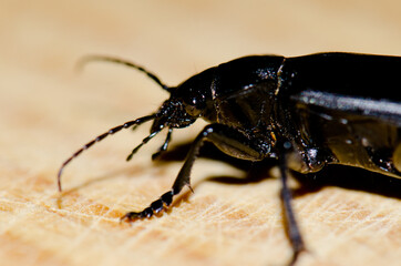 Beetle Campalita olivieri in Arinaga. Aguimes. Gran Canaria. Canary Islands. Spain.