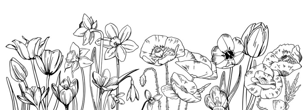 Composition with wild flowers in the row on the bottom of the page. Tulips, poppies, narcissuses, snowdrops. Hand drawn outline vector sketch illustration on white background
