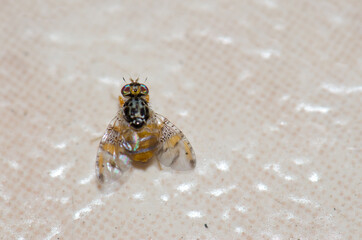 Mediterranean fruit fly Ceratitis capitata in Arinaga. Aguimes. Gran Canaria. Canary Islands. Spain.