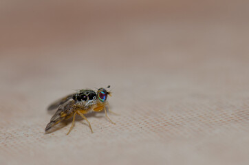 Mediterranean fruit fly Ceratitis capitata in Arinaga. Aguimes. Gran Canaria. Canary Islands. Spain.