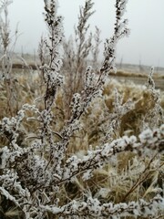 snow covered trees