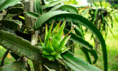 Fototapeta premium Pitahaya or Pitaya is the fruit of several different cactus