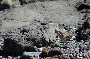 Eurasian whimbrel Numenius phaeopus preening in Arinaga. Aguimes. Gran Canaria. Canary Islands. Spain.