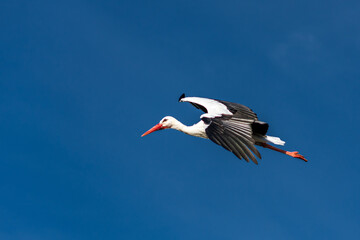 Vol d'une cigogne blanche dans le ciel bleu