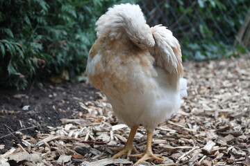 Lustiges Huhn riecht unter der Achsel (Flügel), Achsel,Deo,riechen,Tier