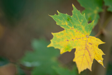 Wunderschönes herbstliches Blatt