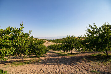 Apricot orchard on the hills at sunset. Apricot farming. Baskil Elazig Turkey
