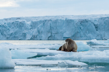 Walrus in Arctic Svalbard Winter - 389943915