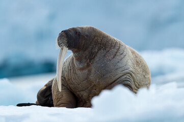Walrus in Arctic Svalbard Winter - 389943941