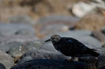 Ruddy turnstone Arenaria interpres in Arinaga. Aguimes. Gran Canaria. Canary Islands. Spain.