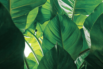 Abstract tropical green leaves pattern on white background, lush foliage of giant golden pothos or Devil’s ivy (Epipremnum aureum) the tropic plant.. - obrazy, fototapety, plakaty