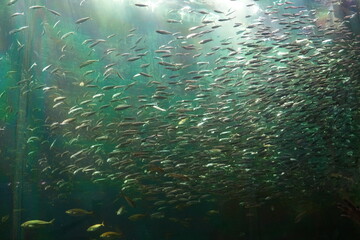 魚群　群れ　水槽　タンク　水族館　魚