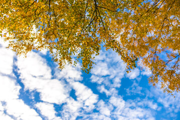 Blick in den blauen Himmel mit Wolken durch gelbe Birkenblätter im Herbst