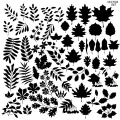 A set of plants for the autumn theme. Silhouettes of plants and foliage.
