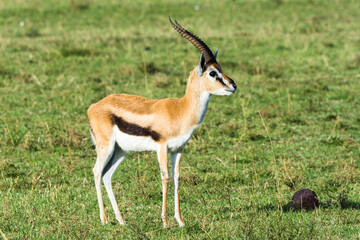 Naklejka na ściany i meble Thomson's gazelle (Eudorcas Thomsonii), Maasai Mara National Reserve, Kenya