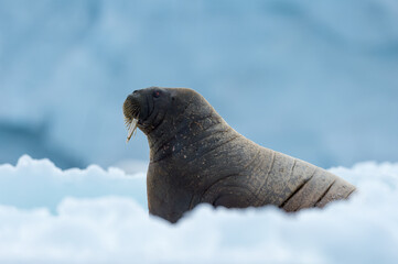 Walrus in Arctic Svalbard Winter - 389944118