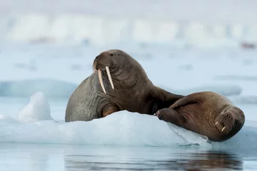 Walrus in Arctic Svalbard Winter