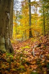 Blick in einen Herbstwald im Herbst mit herbstlicher Blattfärbung