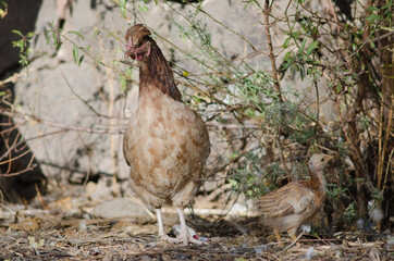 Chicken (Gallus gallus domesticus). Hen and chick. Ayacata. The Nublo Rural Park. Gran Canaria. Canary Islands. Spain.