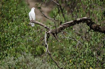Domestic pigeon Columba livia on a tree. Ayacata. The Nublo Rural Park. Gran Canaria. Canary Islands. Spain.