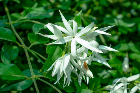 White Jasmin or Jui flower in the flower plant