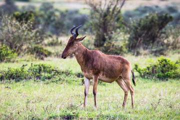 Topi antelope, Maasai Mara national reserve, Kenya
