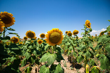 Landscape of the sunflower field. Sunflower agricultural field. Food industry. Summer.