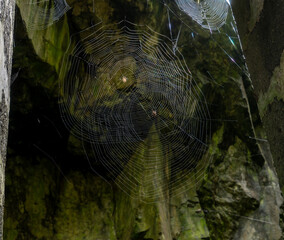 Azores, Graciosa Island, spider webs near the entrance of the Cave of Furna do Enxofre, Portugal, 