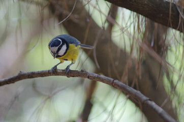 Afrcan blue tit Cyanistes teneriffae hedwigii. The Nublo Rural Park. Tejeda. Gran Canaria. Canary Islands. Spain.
