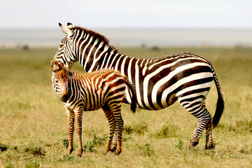 Fototapeta na wymiar Zebra and baby zebra in the Serengeti in Tanzania, Africa