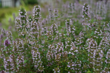 ハーブ　シソ　ミント　花　花壇　ガーデン　ガーデニング　