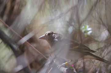 Gran Canaria blue chaffinch Fringilla polatzeki. Juvenile. The Nublo Rural Park. Tejeda. Gran Canaria. Canary Islands. Spain.