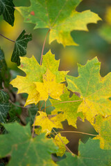 Bunte, herbstlich eingefärbte Blätter