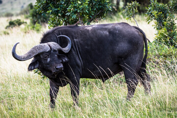 Obraz premium Cape buffalo, Maasai Mara National Reserve, Kenya